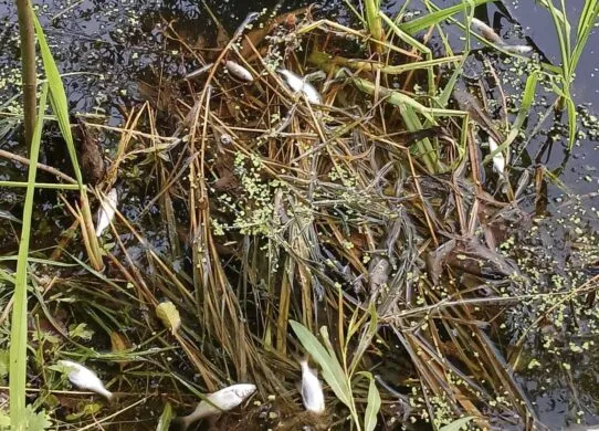 На межі Хмельницької та Житомирської областей масово гине риба: що відбувається з річкою Хомора