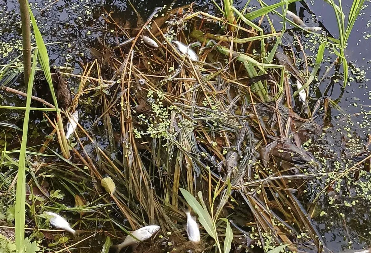 На межі Хмельницької та Житомирської областей масово гине риба: що відбувається з річкою Хомора