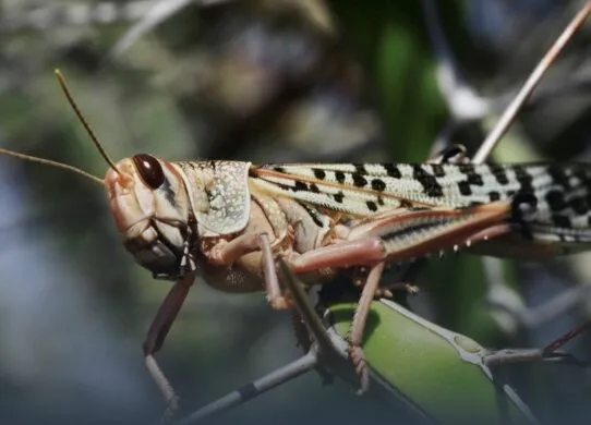 Сарана у Житомирській області: фахівці пояснили, чи є загроза