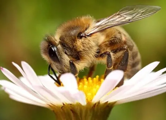 Загибель бджіл у Житомирській області: чому це тривожний сигнал для всіх нас