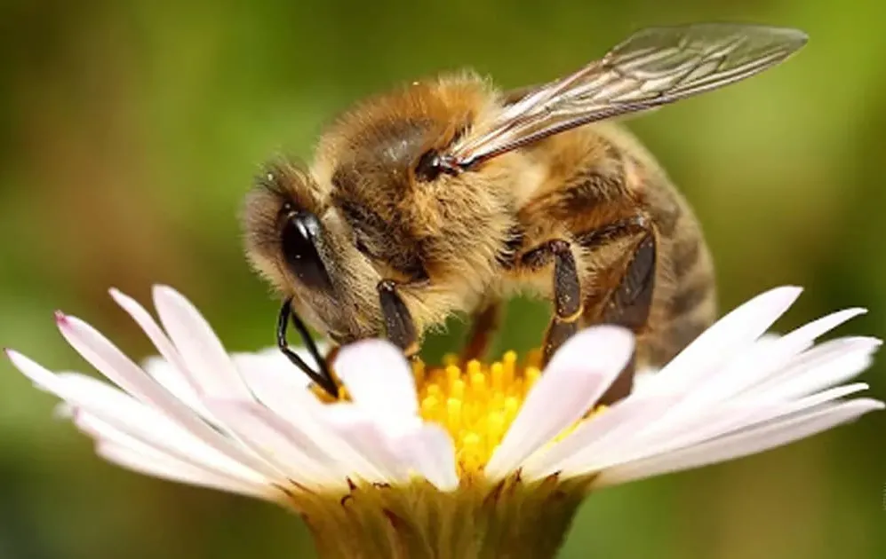 Загибель бджіл у Житомирській області: чому це тривожний сигнал для всіх нас