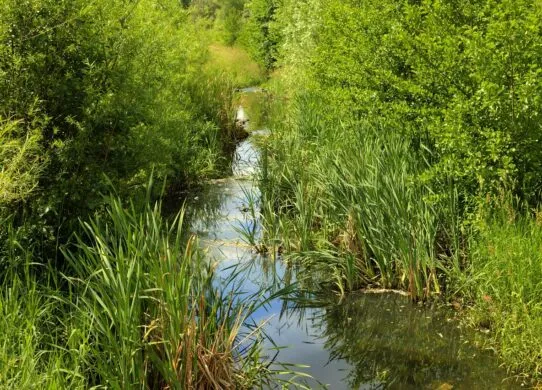 На Житомирщині потонув чоловік у ставку, глибина якого 1,5 метри
