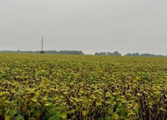 На Житомирщині вирощували соняшник на землях Чорнобильської зони