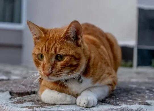 Чому собака не хоче їсти в спеку: поради щодо догляду за твариною в жарку погоду