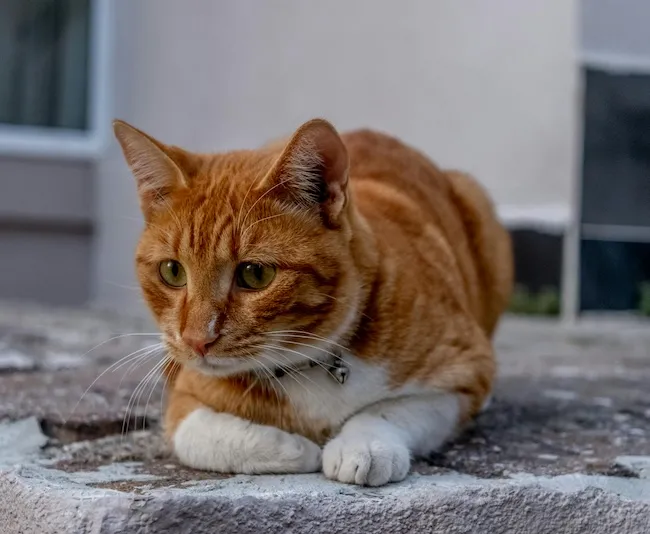 Чому собака не хоче їсти в спеку: поради щодо догляду за твариною в жарку погоду