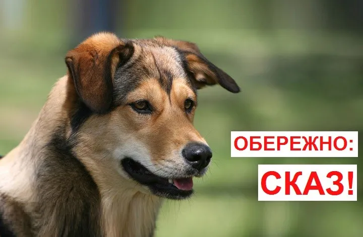 У Чуднівській громаді виявили сказ у собаки: село Бартуха - на карантині