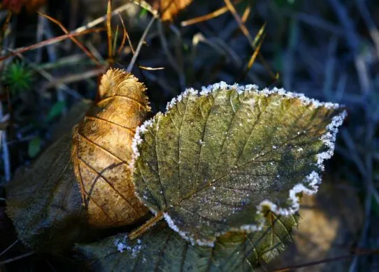 Одягайтеся тепліше та рятуйте врожай: на Житомирщині вночі вдарять перші заморозки