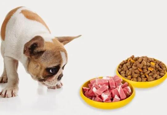 Глисти у собак