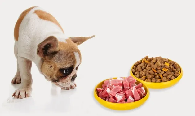 Глисти у собак