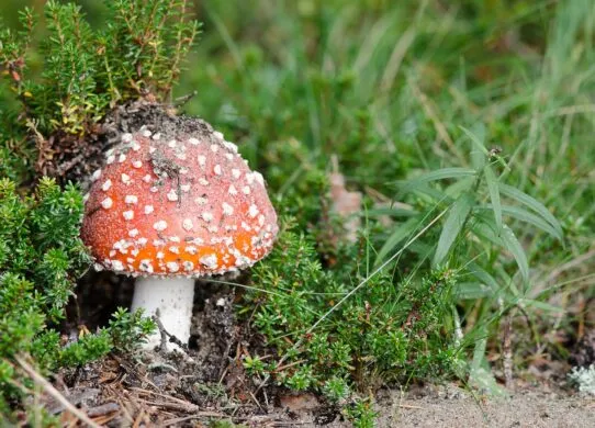 На Житомирщині масово продають мухомори для лікування