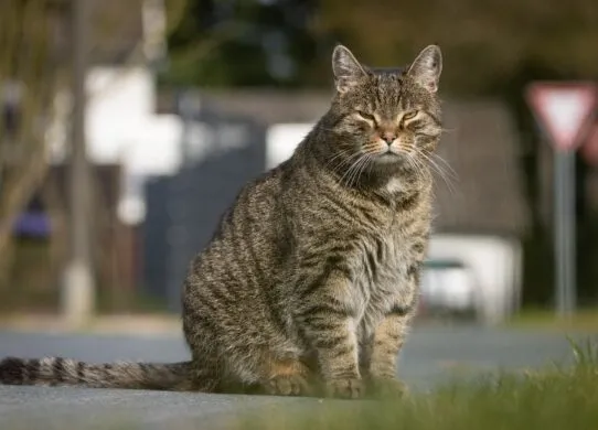 У Житомирі домашній кіт захворів на сказ: розпочато масову вакцинацію тварин