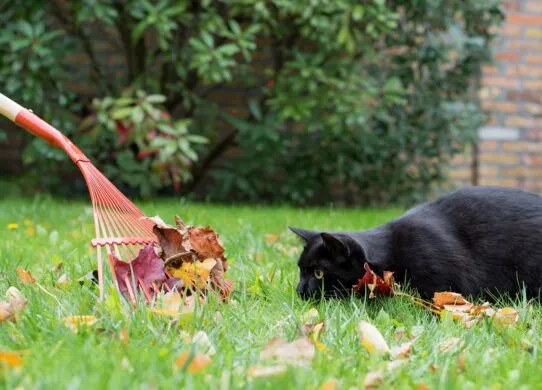 9 обов’язкових жовтневих робіт на городі чи в саду до холодів