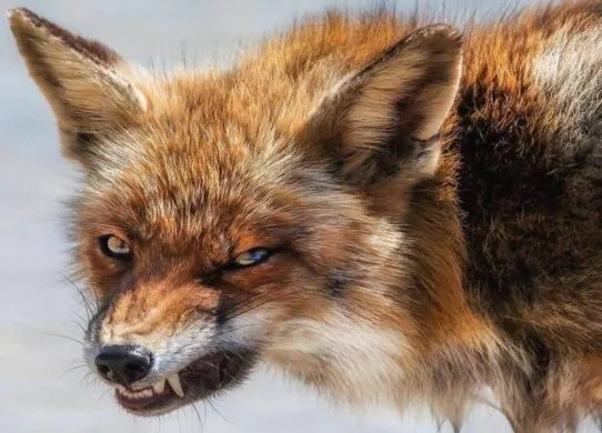 Сказ у Житомирі: небезпечна лисиця змусила закрити стадіон