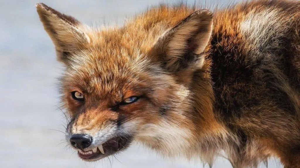 Сказ у Житомирі: небезпечна лисиця змусила закрити стадіон