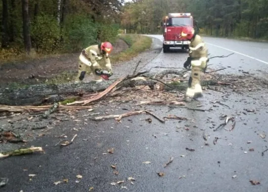 На Житомирщині рятувальники двічі розчищали дороги від повалених дерев