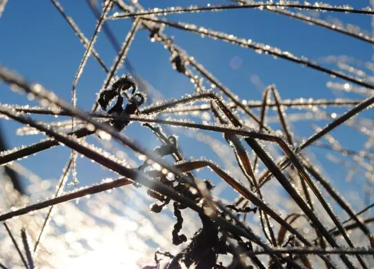 Житомирщину накриють заморозки