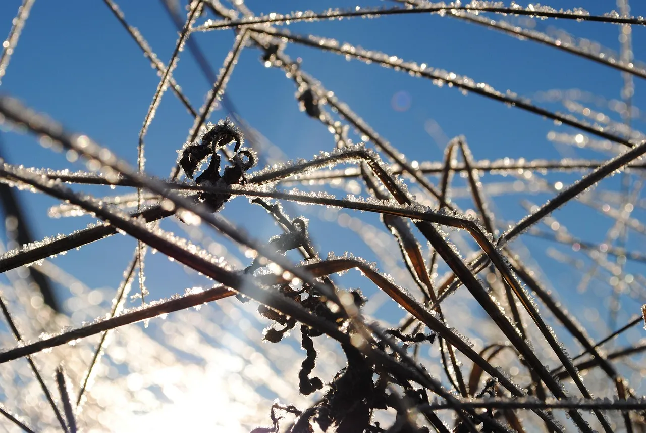 Житомирщину накриють заморозки