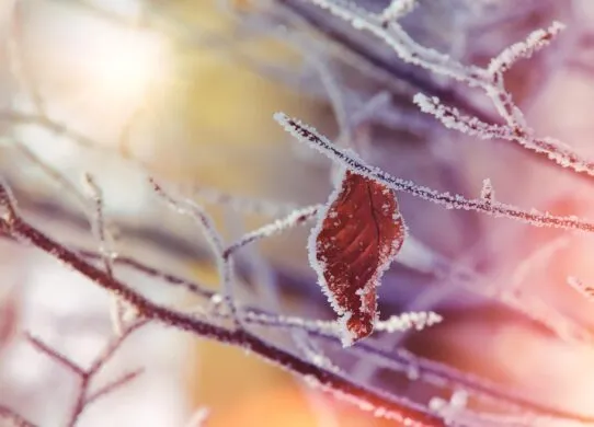 Житомир накриють морози і дощі: прогноз погоди на тиждень