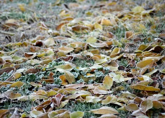 Погода у Житомирі до кінця листопада 2025