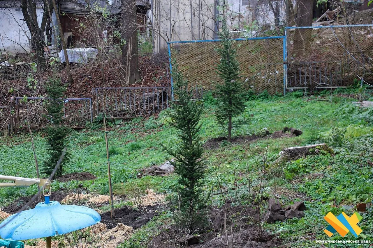 У Житомир парку висаджують нові декоративні дерева: з’являться сакури, гортензії та екзотичні породи