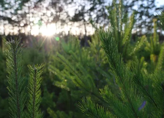 У Житомирі стартують ялинкові ярмарки: де купити легальну новорічну красуню
