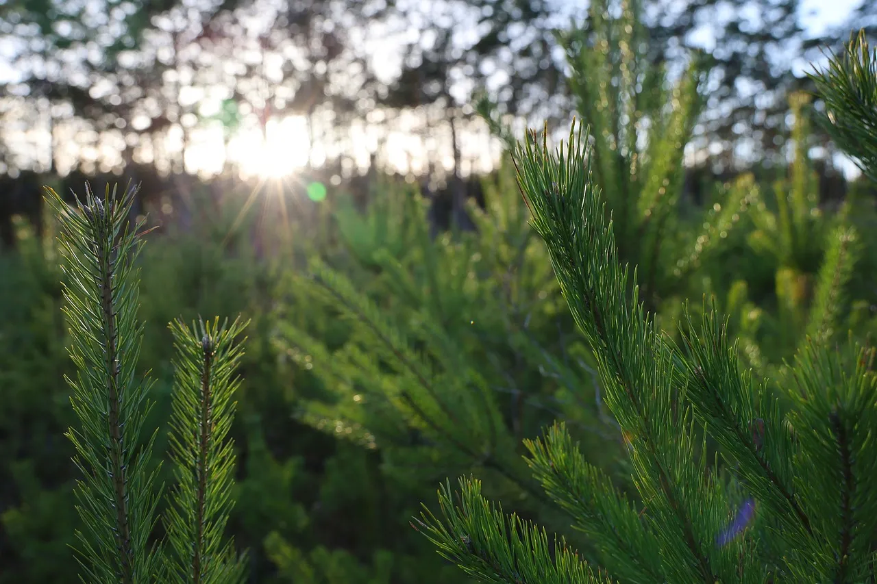 У Житомирі стартують ялинкові ярмарки: де купити легальну новорічну красуню