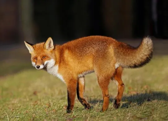 У Житомирі на території дитсадка помітили лисицю