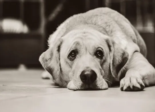 На Житомирщині чоловік жорстоко побив безпритульного собаку