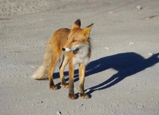 Сказ у Житомирі: на Коростишівській знайшли заражену лисицю