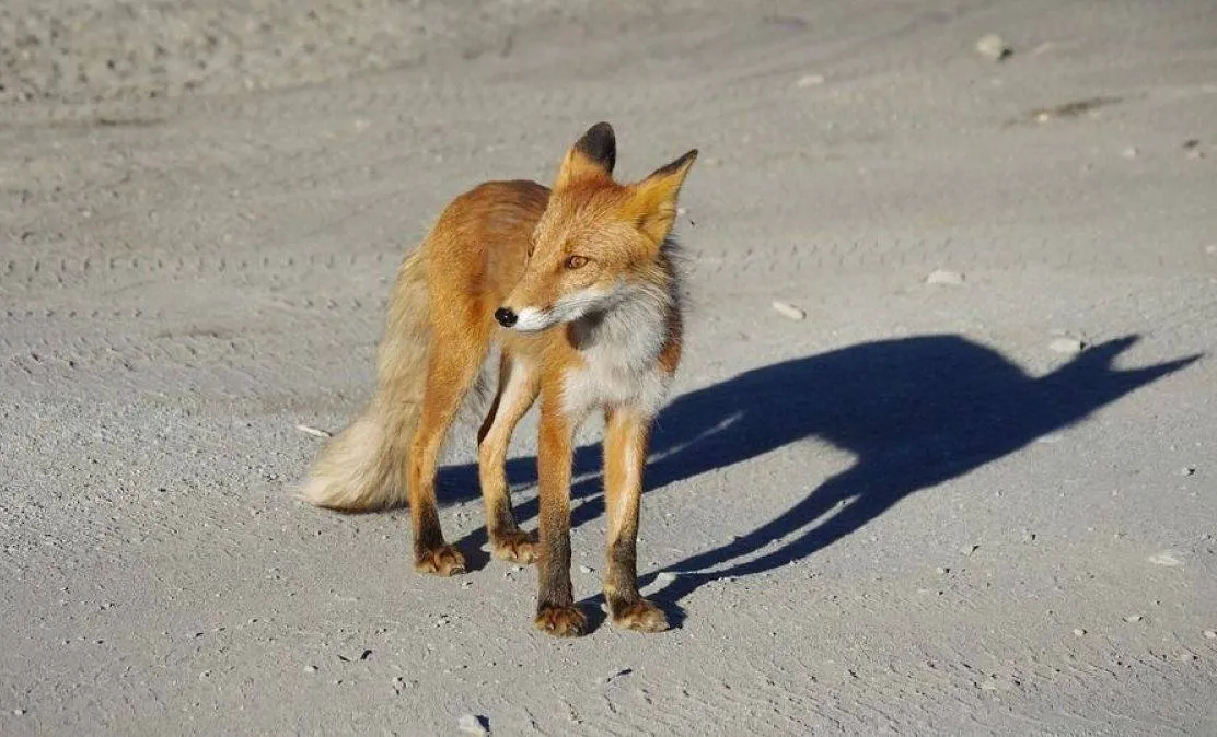 Сказ у Житомирі: на Коростишівській знайшли заражену лисицю