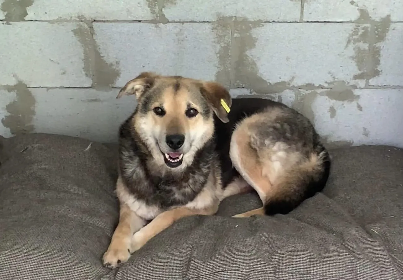 Житомирський притулок може зупинити роботу через комунальну аварію