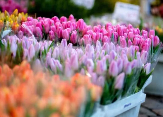 Де у Житомирі можна купити живі квіти з 1 березня