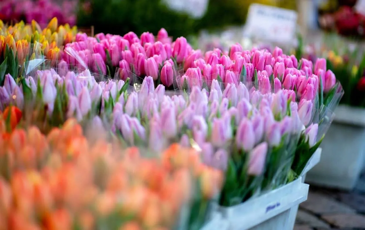 Де у Житомирі можна купити живі квіти з 1 березня