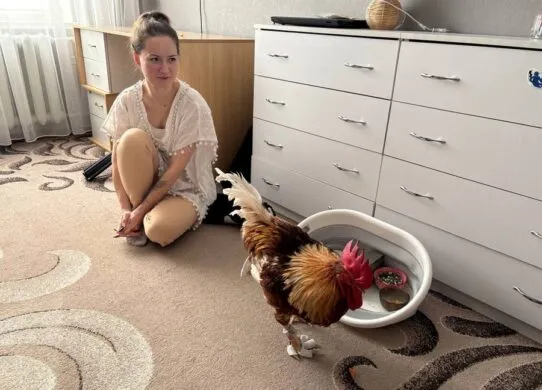 Житомирянка живе у квартирі разом із півнем