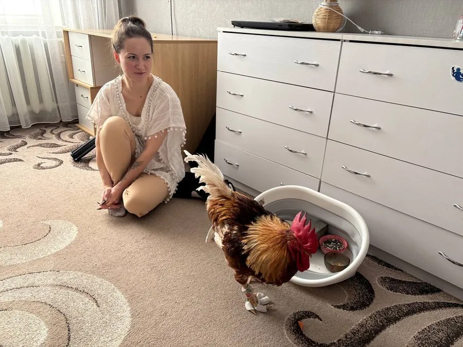 Житомирянка живе у квартирі разом із півнем