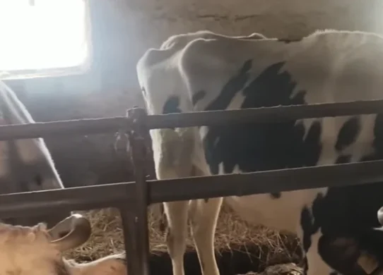 На Житомирщині на держпідприємстві корови п’ють сечу, щоб не померти від спраги