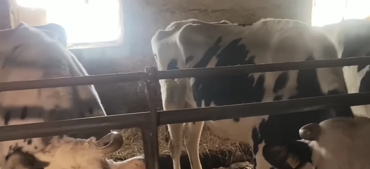 На Житомирщині на держпідприємстві корови п’ють сечу, щоб не померти від спраги