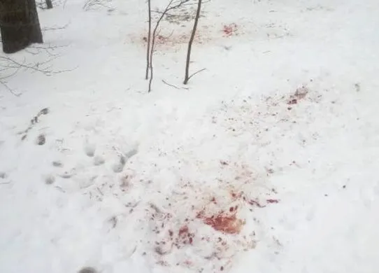 На Житомирщині виявили розірвану косулю: чи варто боятися