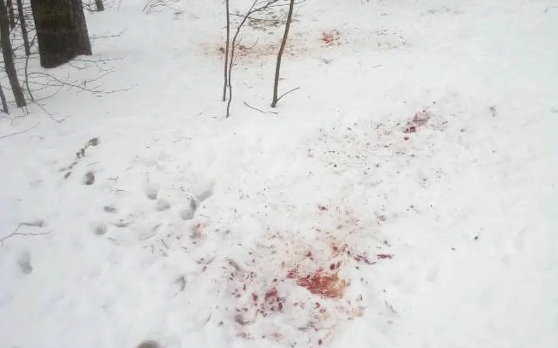 На Житомирщині виявили розірвану косулю: чи варто боятися