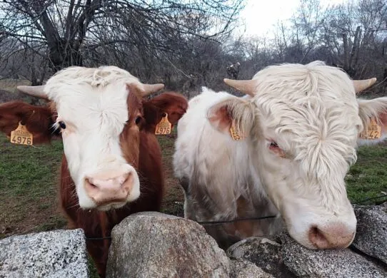 На трасі Житомир-Чернівці сталася подвійна ДТП з биками
