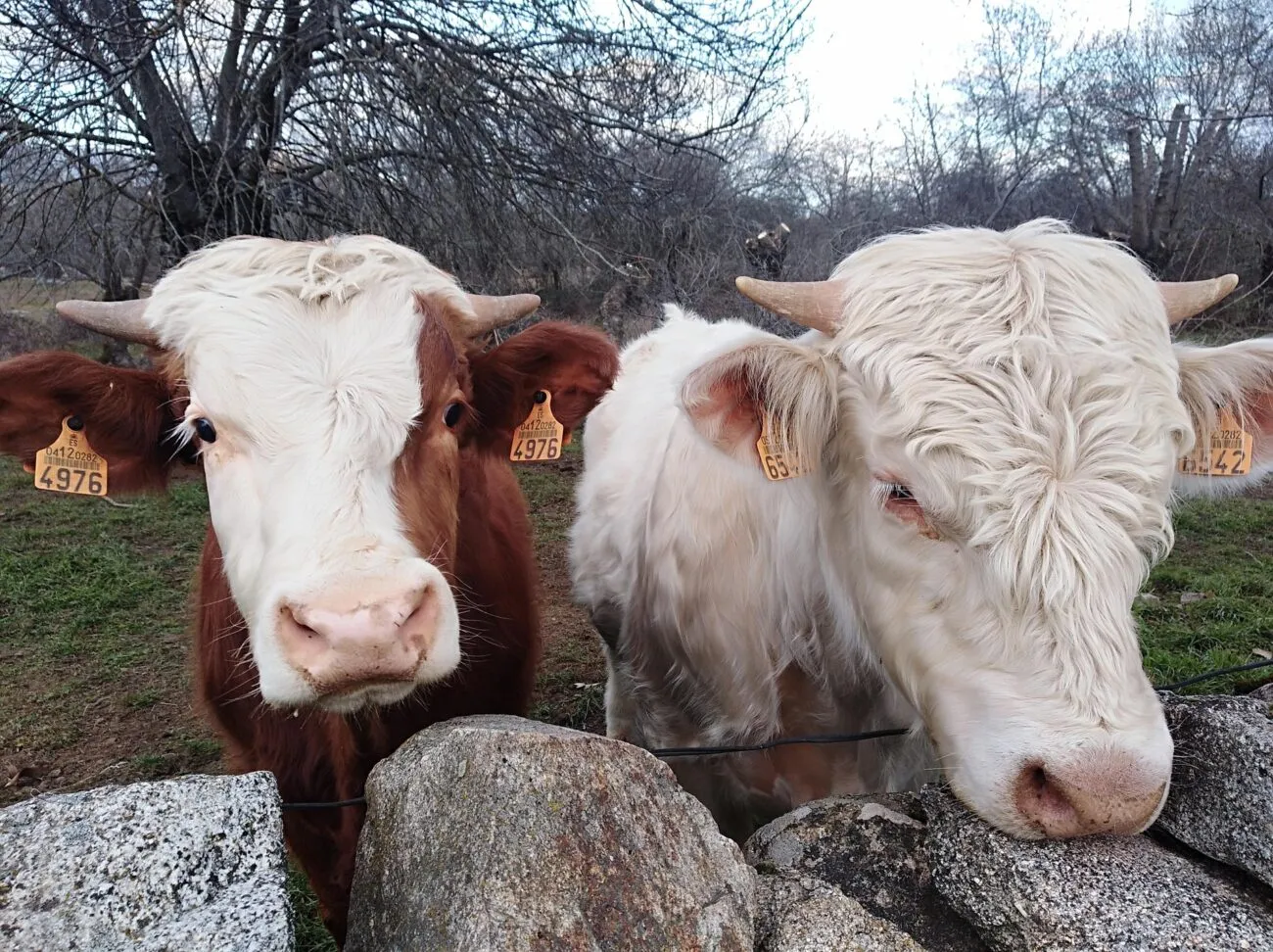 На трасі Житомир-Чернівці сталася подвійна ДТП з биками