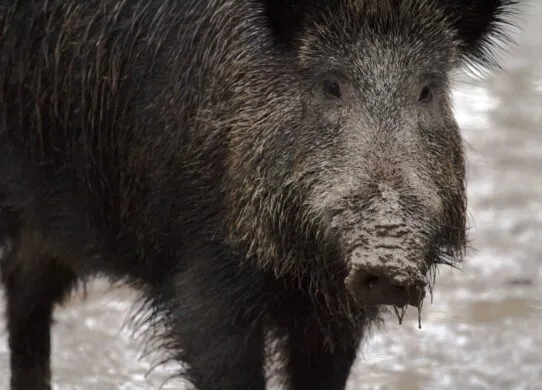 Африканська чума наступає: у громадах Звягельщини виявили хворих кабанів