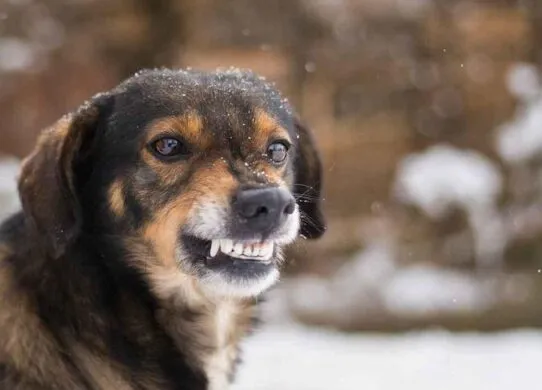 У Житомирі зафіксовано новий випадок сказу: троє людей на лікуванні