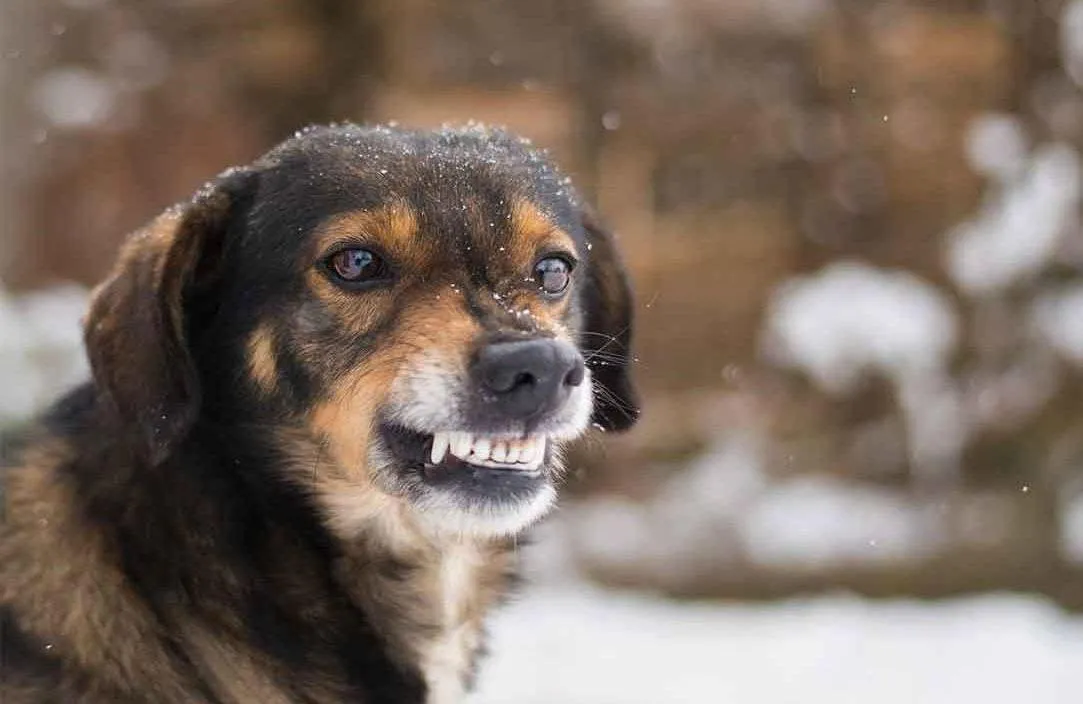 У Житомирі зафіксовано новий випадок сказу: троє людей на лікуванні