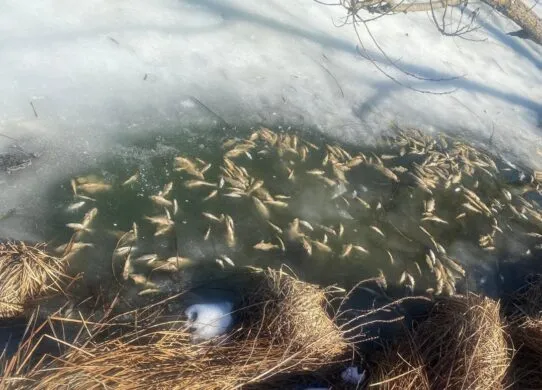 У Житомирі масово гине риба - причини шукають у лабораторіях
