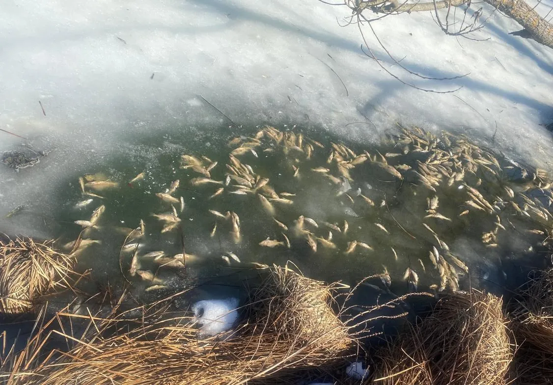 У Житомирі масово гине риба - причини шукають у лабораторіях