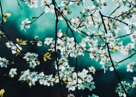 Весняне рівнодення 2026: точна дата та час в Україні