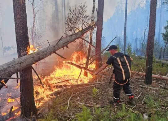 На Житомирщині намагаються приборкати велику лісову пожежу: чи є загроза