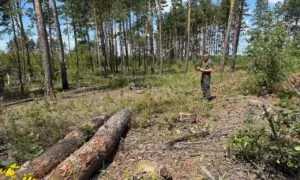 На Житомирщині екоінспектори натрапили на незаконну порубку: хтось спиляв понад 130 сосен