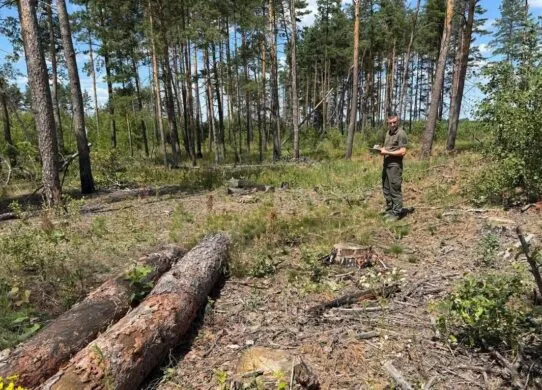 На Житомирщині екоінспектори натрапили на незаконну порубку: хтось спиляв понад 130 сосен